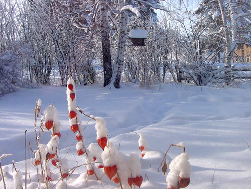 snowy backyard