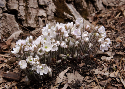 white flowers