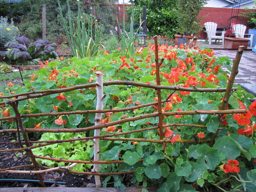 red flowers