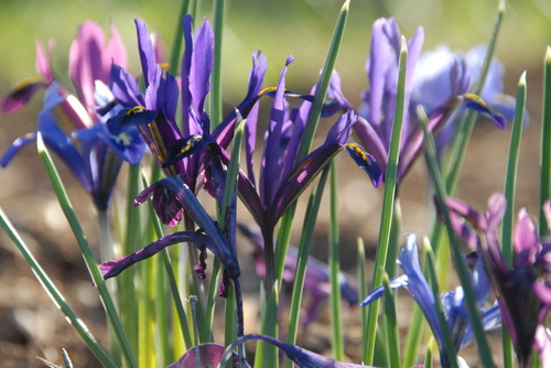 purple flowers