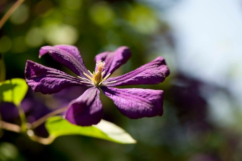 purple flower