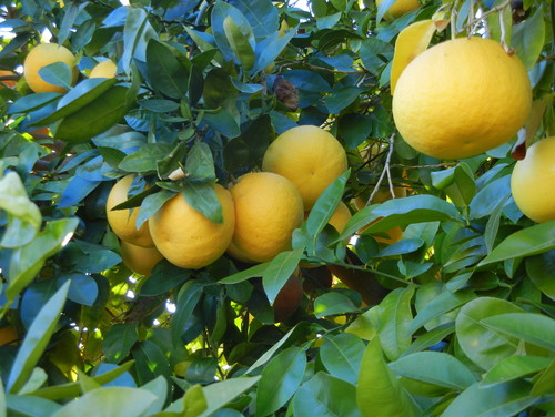 lemon tree