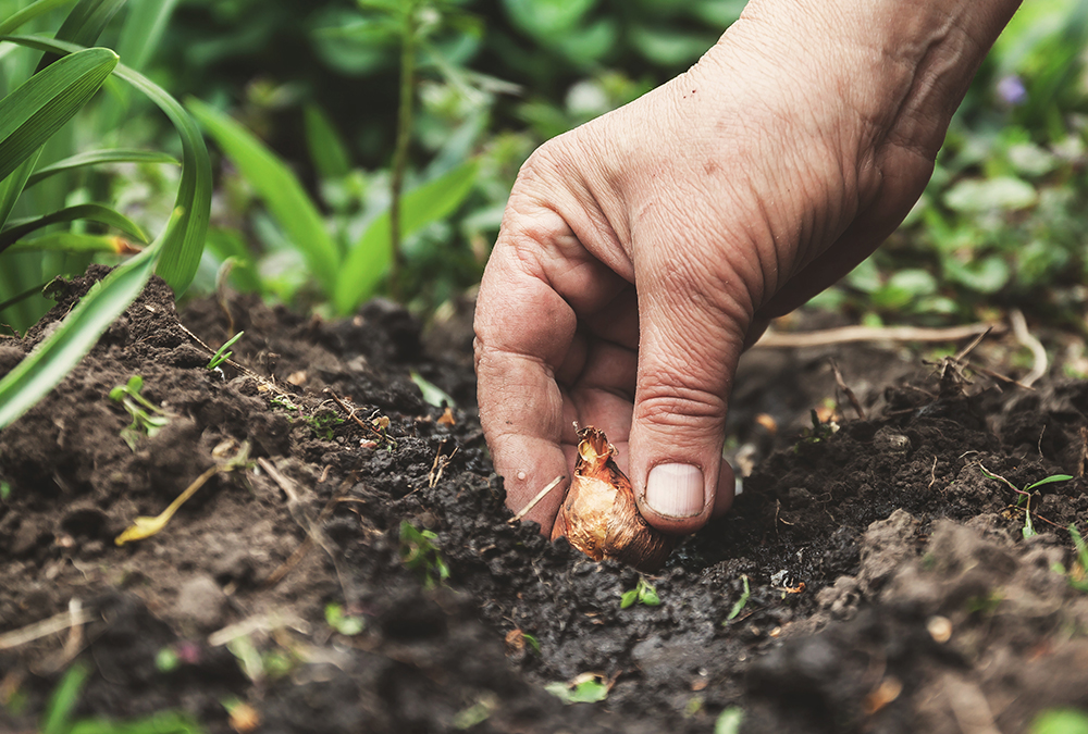 hand planting bulbs