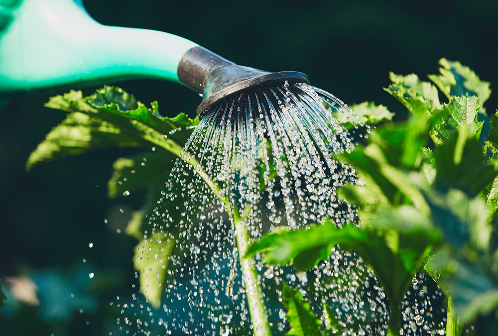 watering can