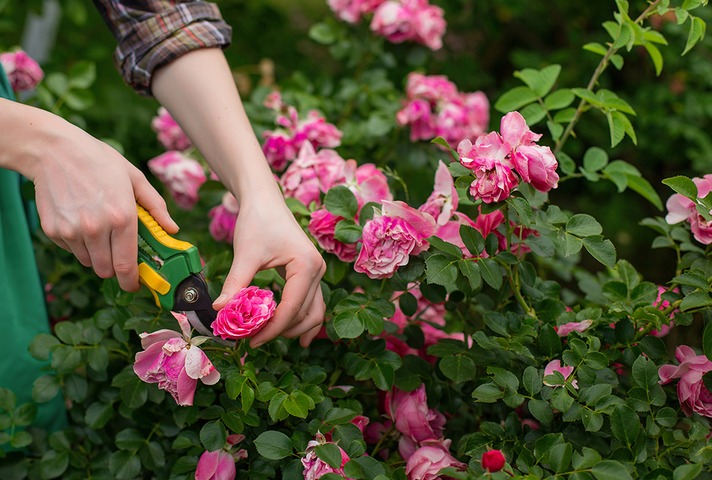 pruning pink flowers