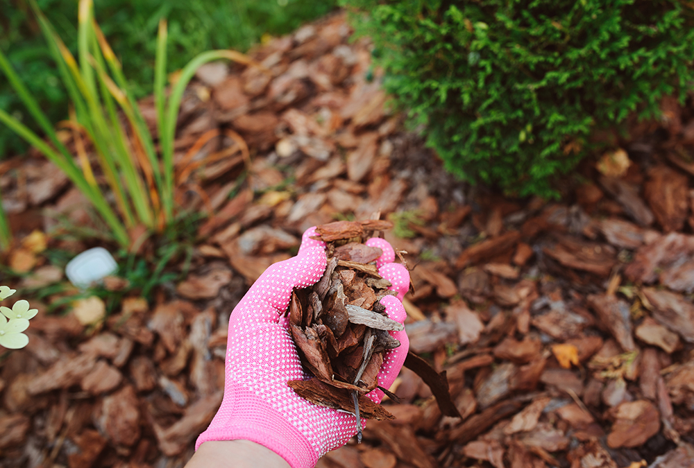 pink gloved hand holding mulch