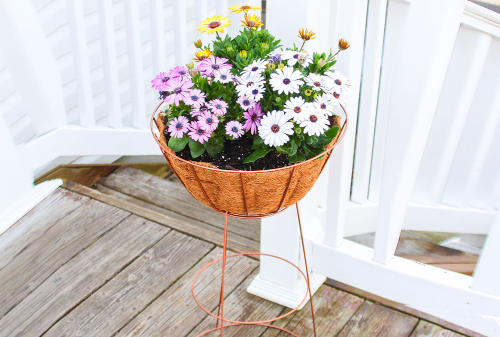 purple potted flowers