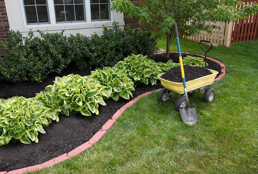 landscaped hostas