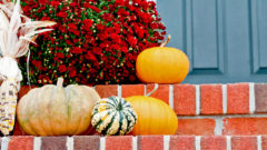 pumpkns and mums on steps