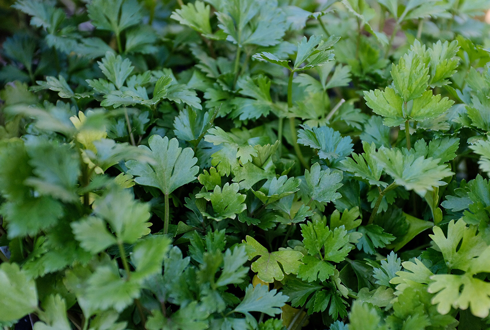closeup green herbs