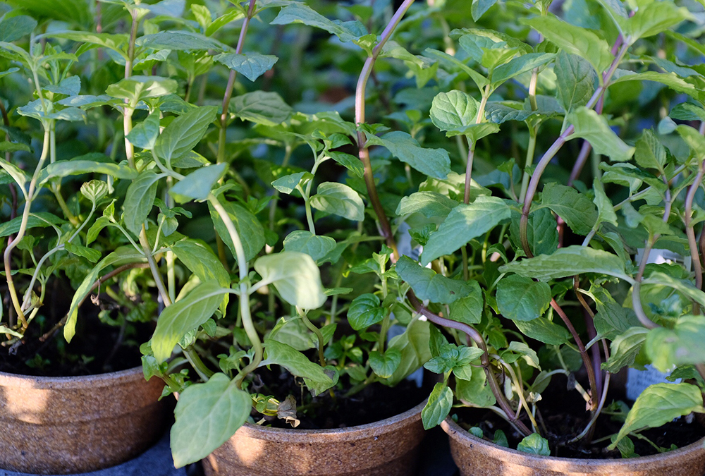 closeup herbs in pots
