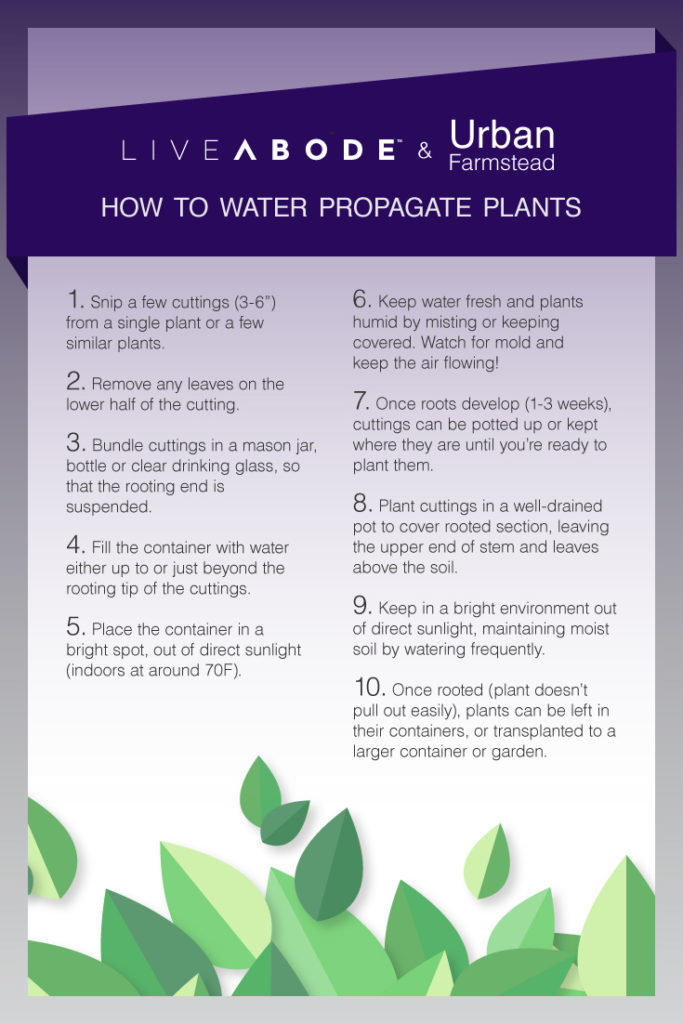 plant chart