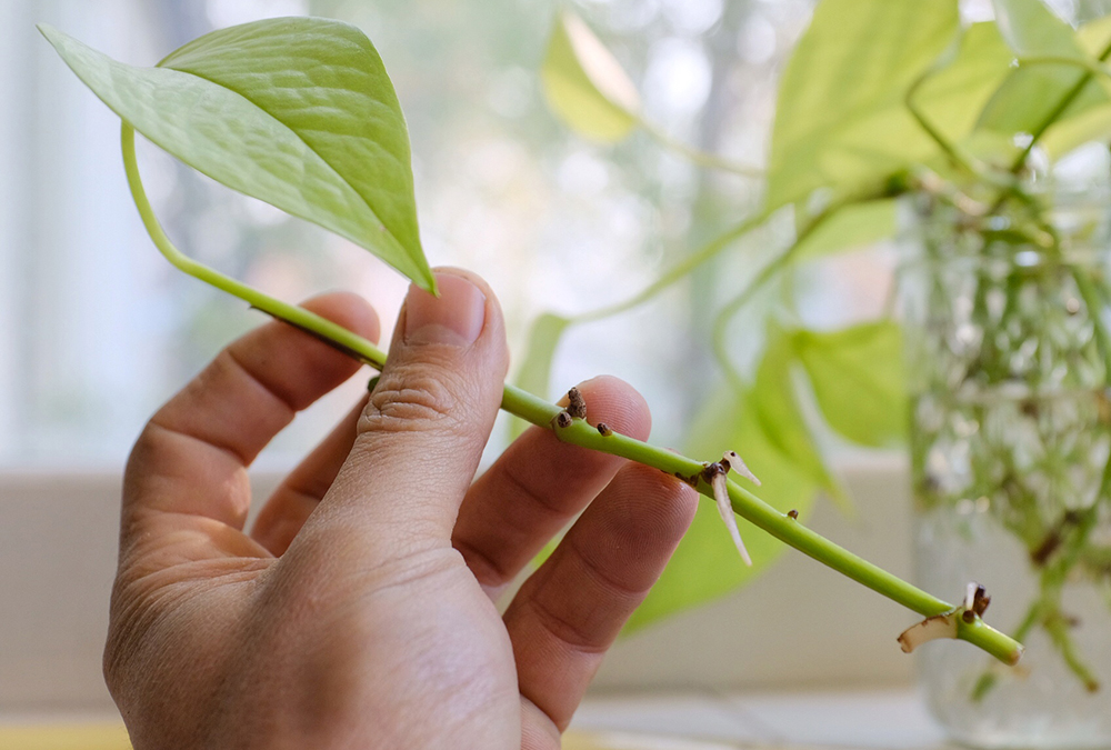 hand holding plant