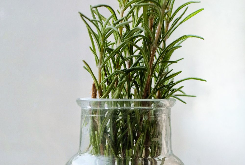 rosemary in jar