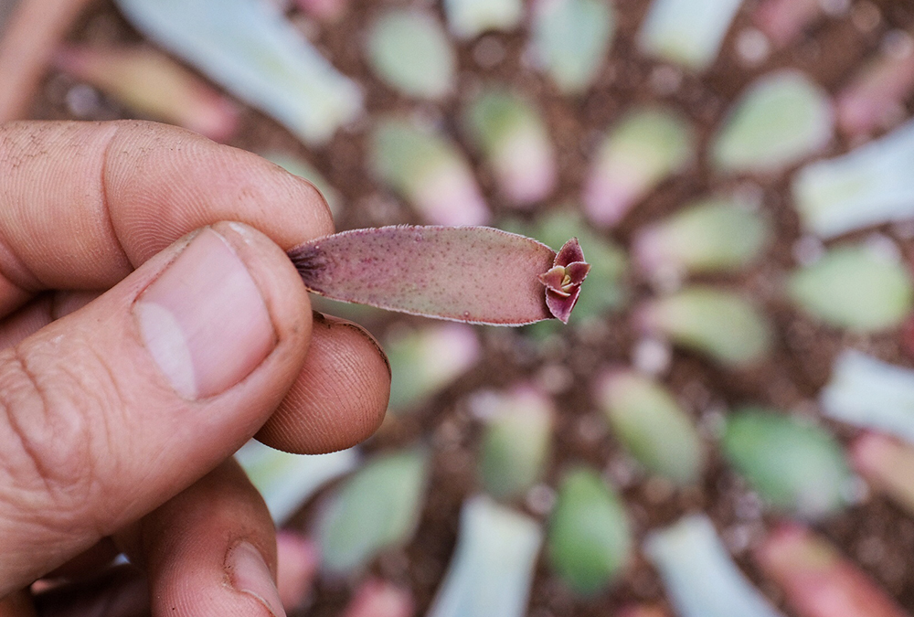 hand holding succulent leaf