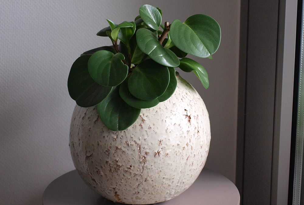 baby rubber plant in white pot