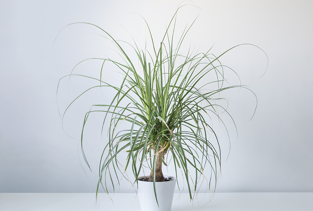 ponytail palm plant in white pot