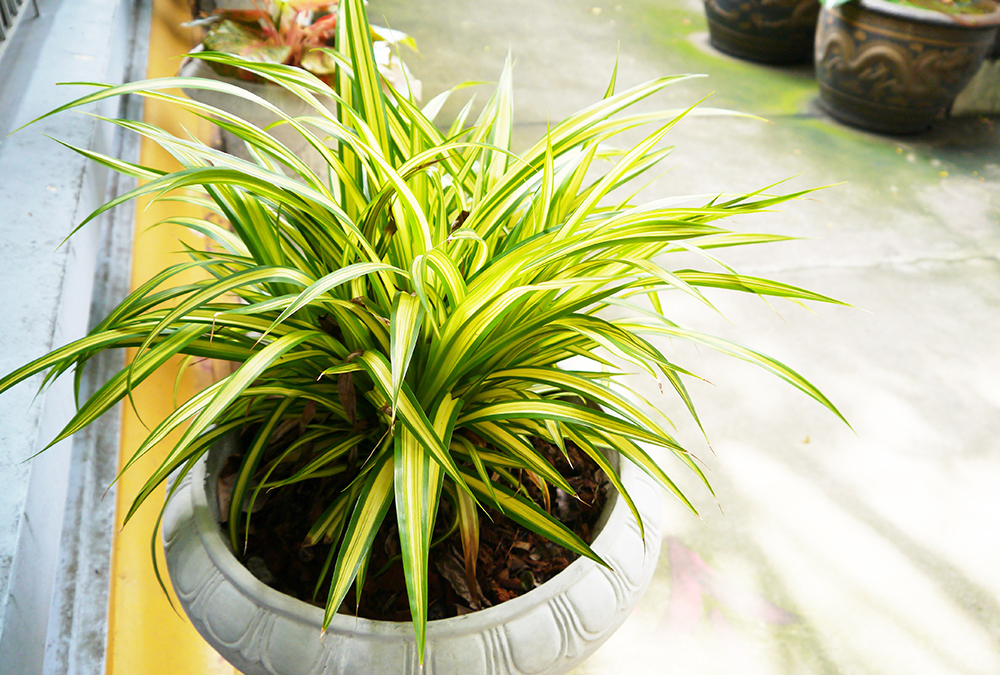 Les 6 meilleures plantes d'intérieur pour débutants