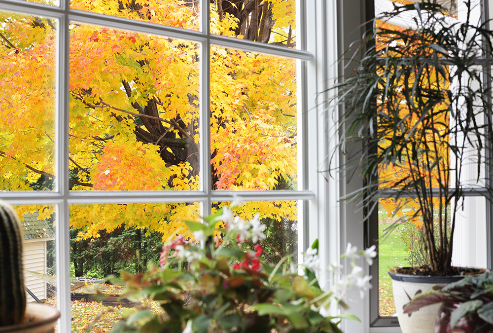 view from window yellow leaf tree