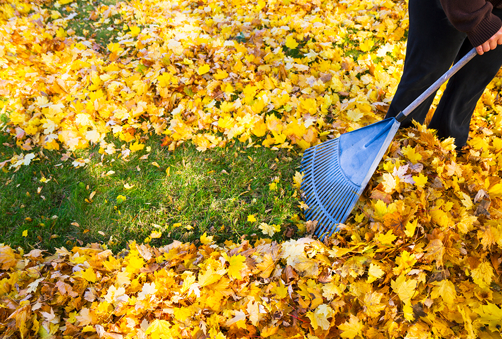 Raking leaves