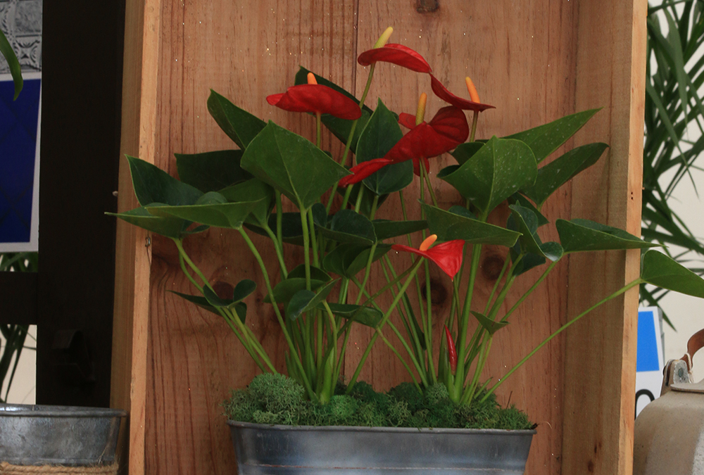 red anthurium plant in wood crate