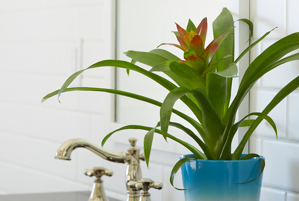 Bromeliad plant in blue pot