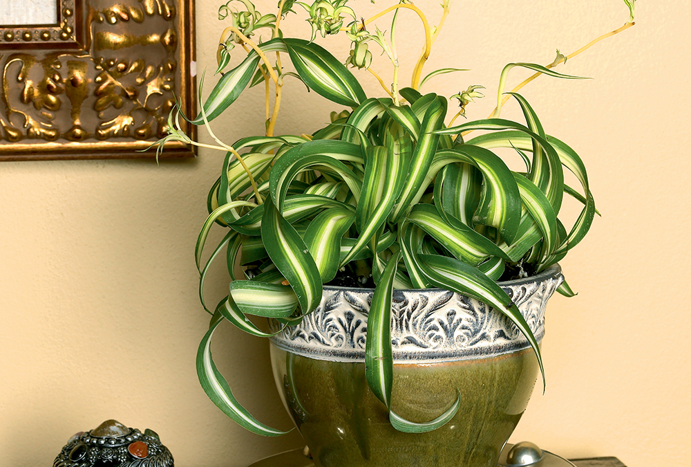 Spider plant in decorative pot