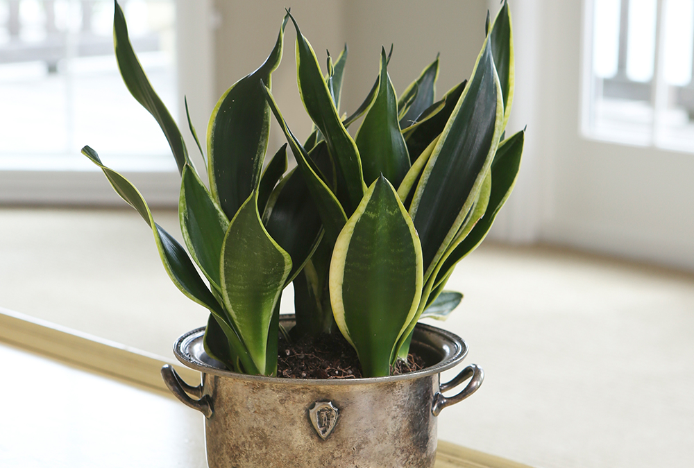 Snake plant on metal pot