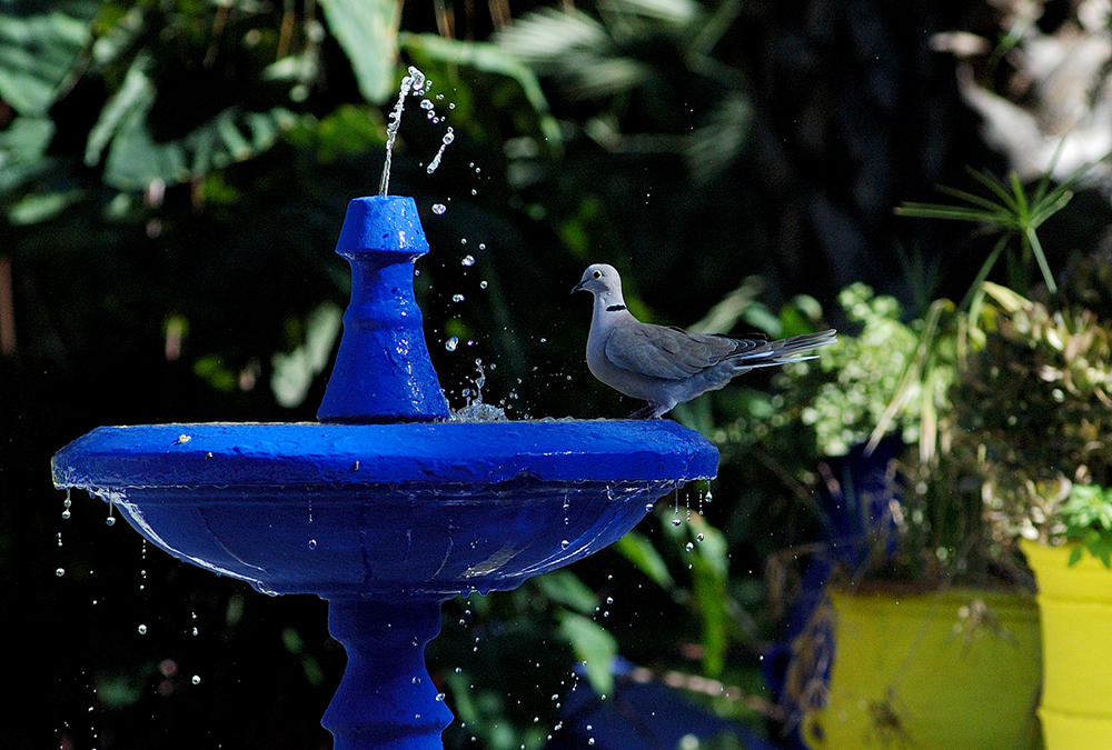 blue bird bath
