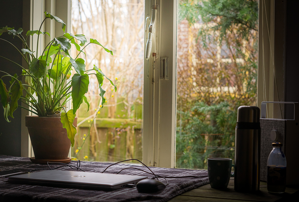 plants by window