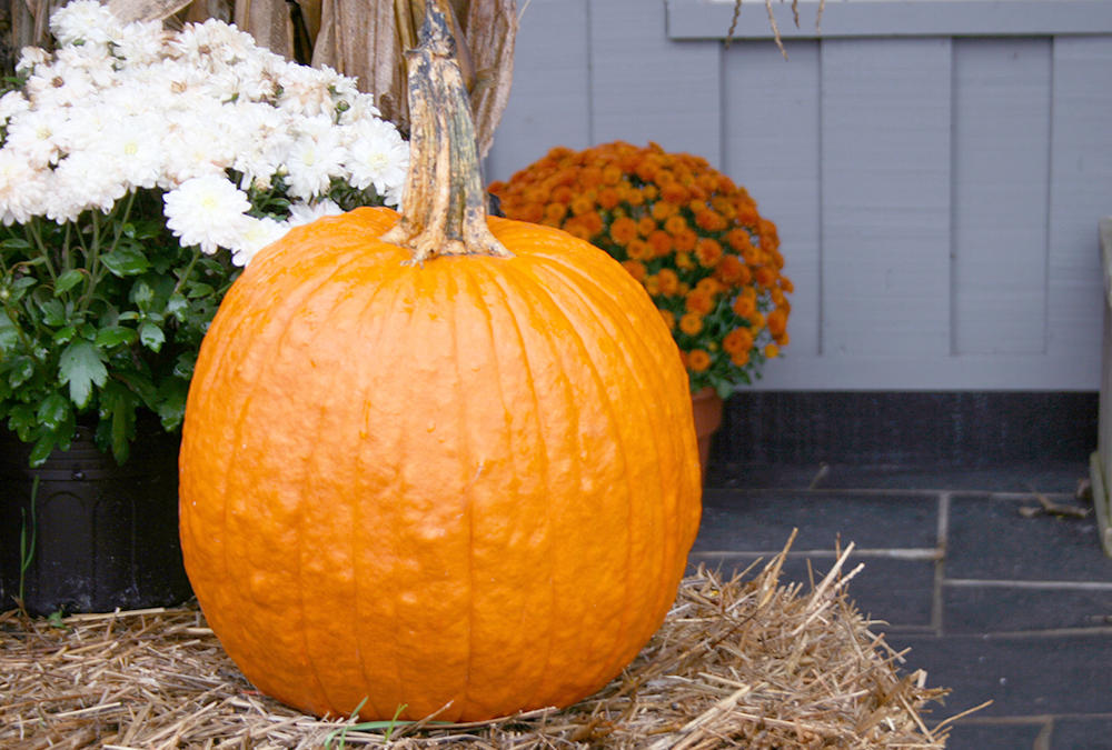 Orange Pumpkin