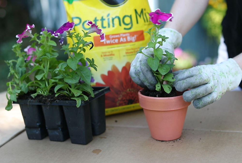 Plant Flowers