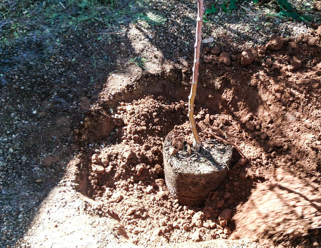 Tree Planting