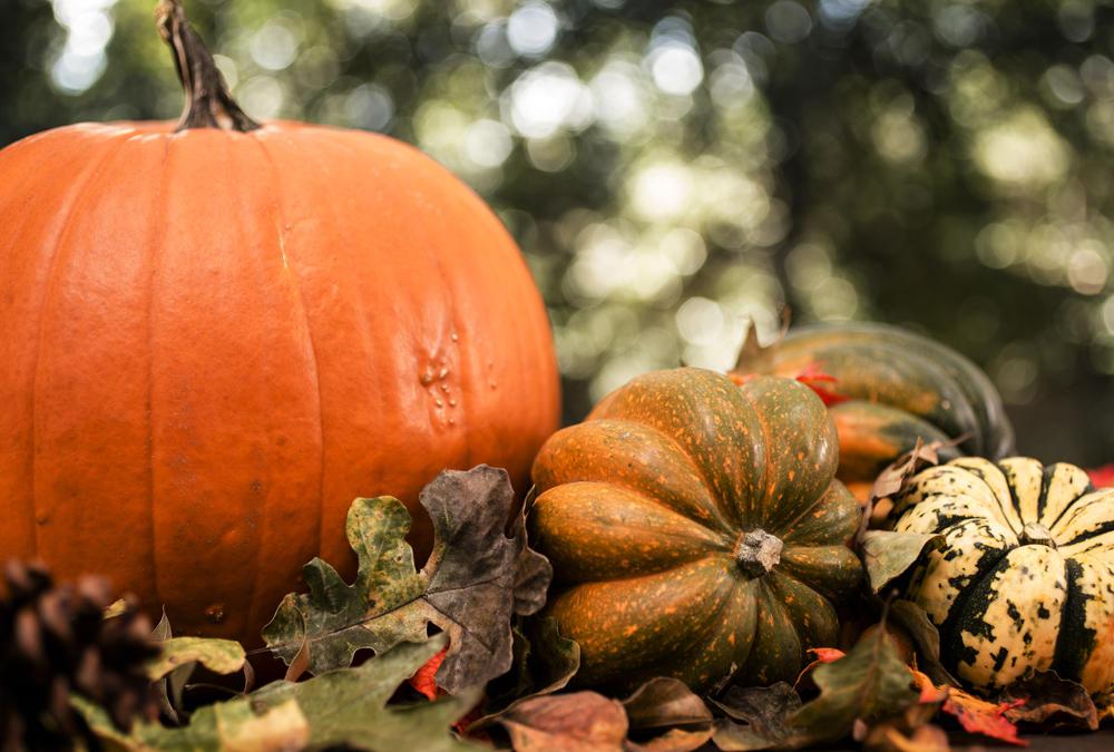 Pumpkin and Gourds