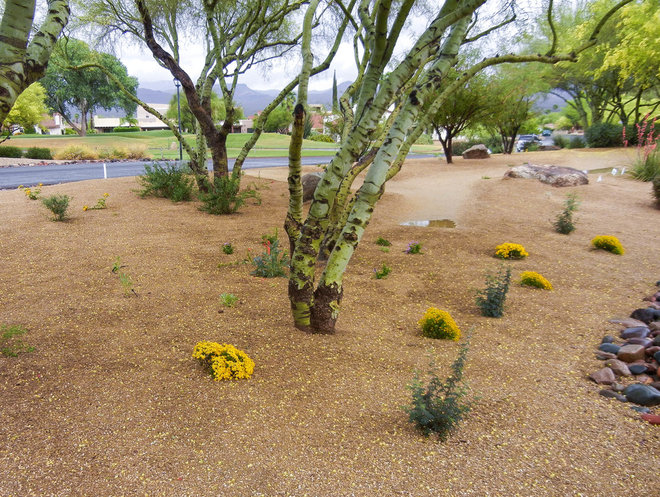 newly planted fall landscape