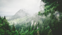Misty mountains and green trees